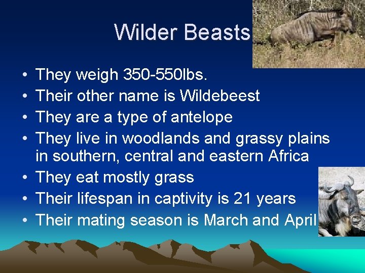 Wilder Beasts • • They weigh 350 -550 lbs. Their other name is Wildebeest