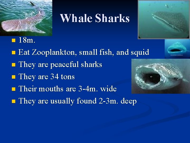 Whale Sharks 18 m. n Eat Zooplankton, small fish, and squid n They are