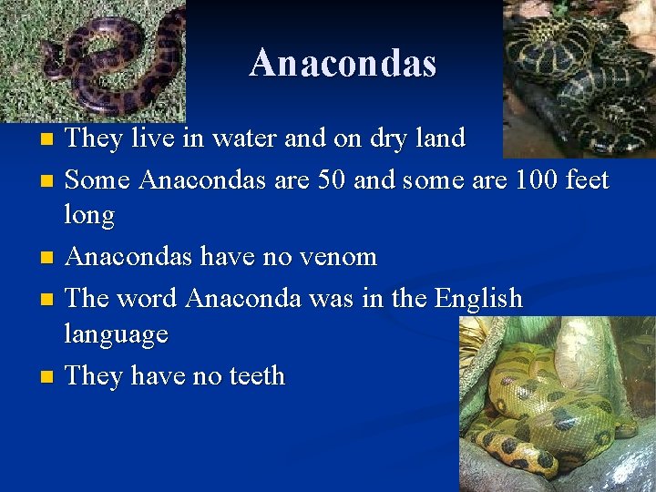 Anacondas They live in water and on dry land n Some Anacondas are 50