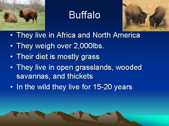Buffalo • • They live in Africa and North America They weigh over 2,