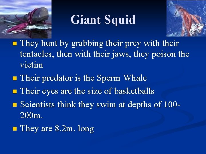 Giant Squid They hunt by grabbing their prey with their tentacles, then with their