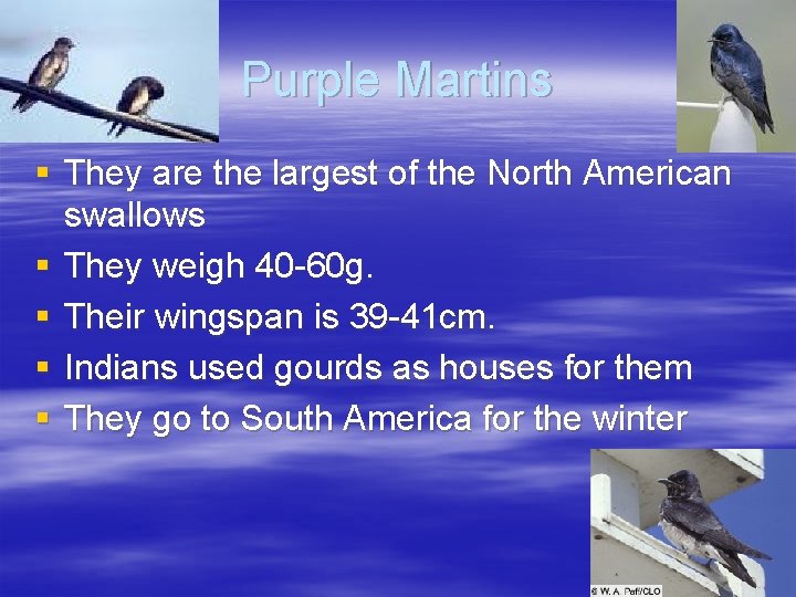 Purple Martins § They are the largest of the North American swallows § They
