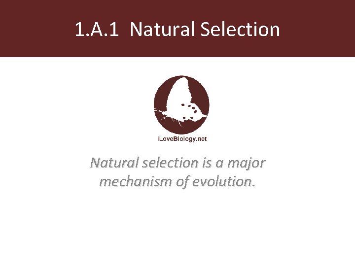 1. A. 1 Natural Selection Natural selection is a major mechanism of evolution. 