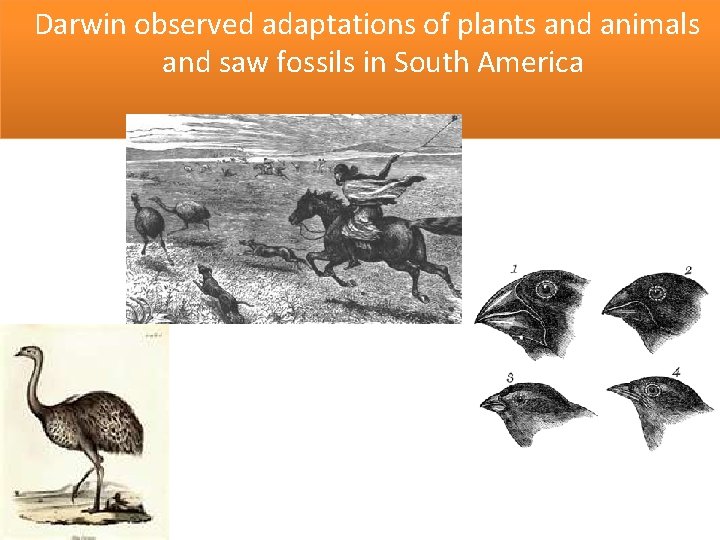 Darwin observed adaptations of plants and animals and saw fossils in South America 