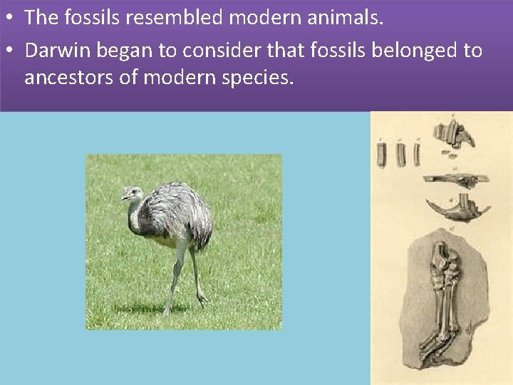  • The fossils resembled modern animals. • Darwin began to consider that fossils