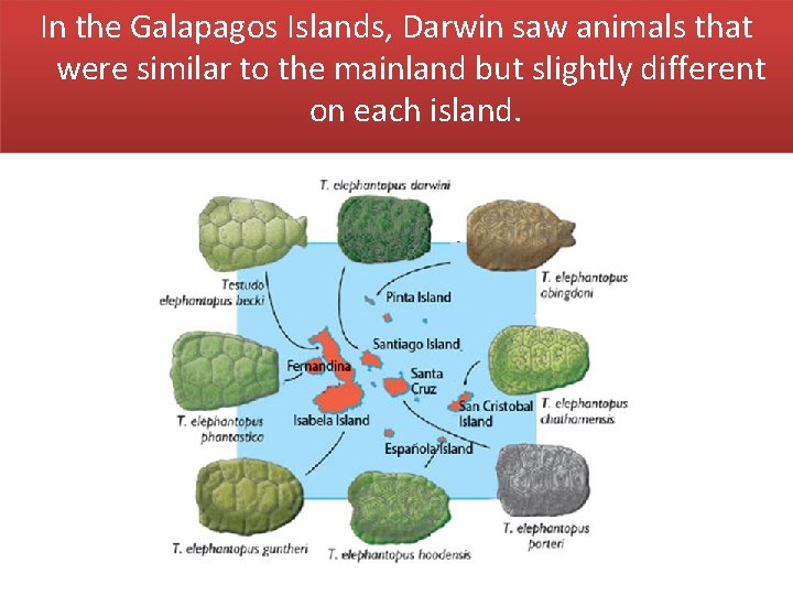 In the Galapagos Islands, Darwin saw animals that were similar to the mainland but