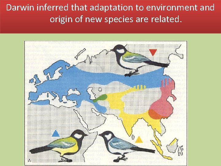 Darwin inferred that adaptation to environment and origin of new species are related. 