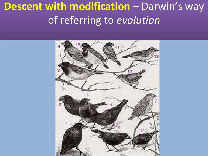 Descent with modification – Darwin’s way of referring to evolution 