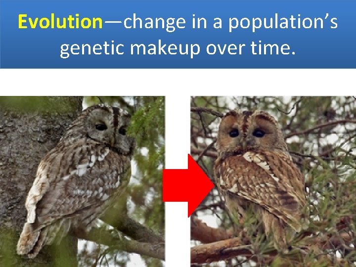 Evolution—change in a population’s genetic makeup over time. 