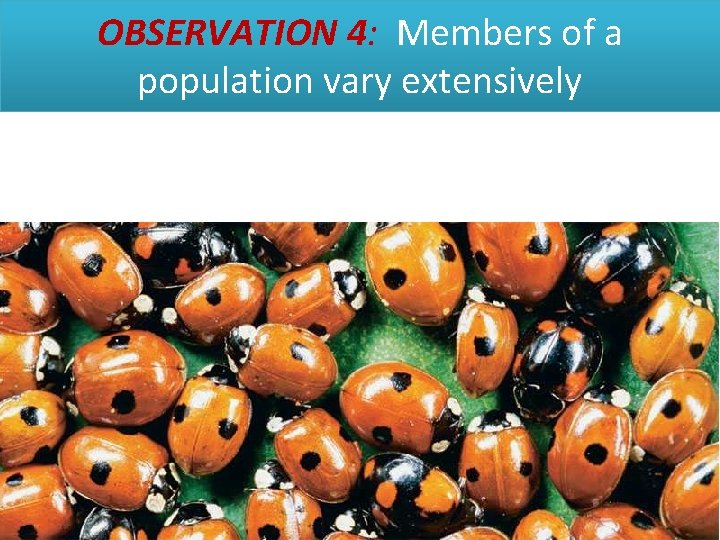 OBSERVATION 4: Members of a population vary extensively 