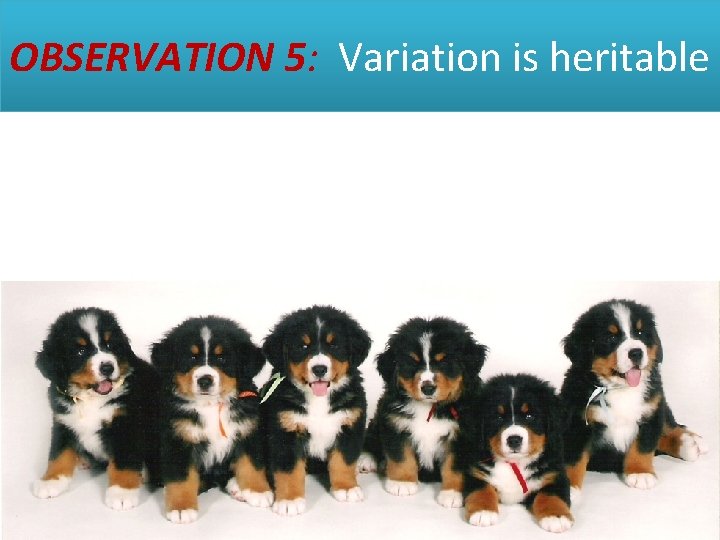 OBSERVATION 5: Variation is heritable 