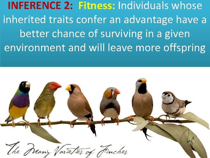 INFERENCE 2: Fitness: Individuals whose inherited traits confer an advantage have a better chance