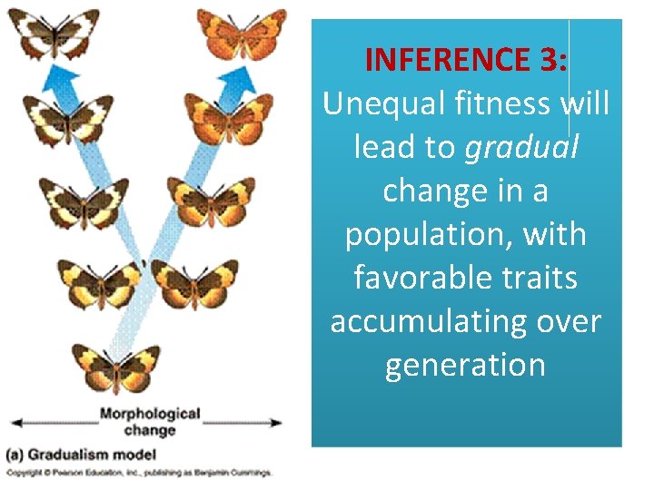 INFERENCE 3: Unequal fitness will lead to gradual change in a population, with favorable