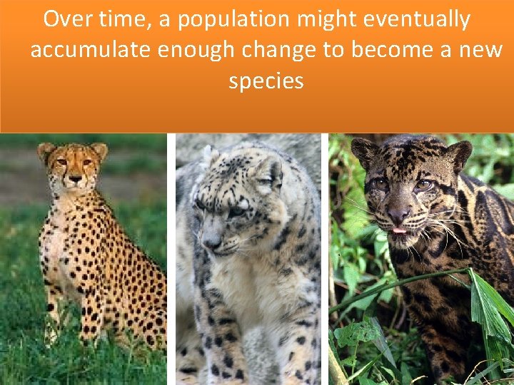 Over time, a population might eventually accumulate enough change to become a new species