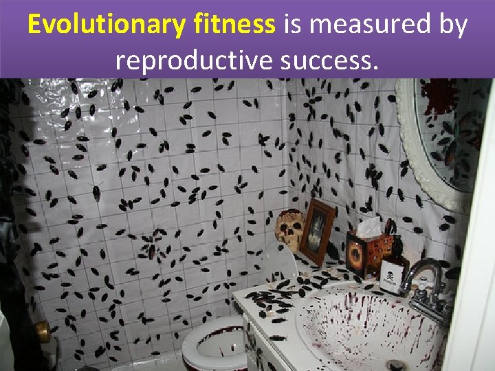 Evolutionary fitness is measured by reproductive success. 