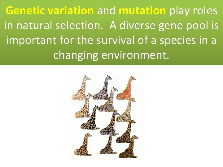 Genetic variation and mutation play roles in natural selection. A diverse gene pool is