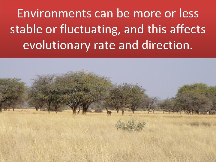 Environments can be more or less stable or fluctuating, and this affects evolutionary rate