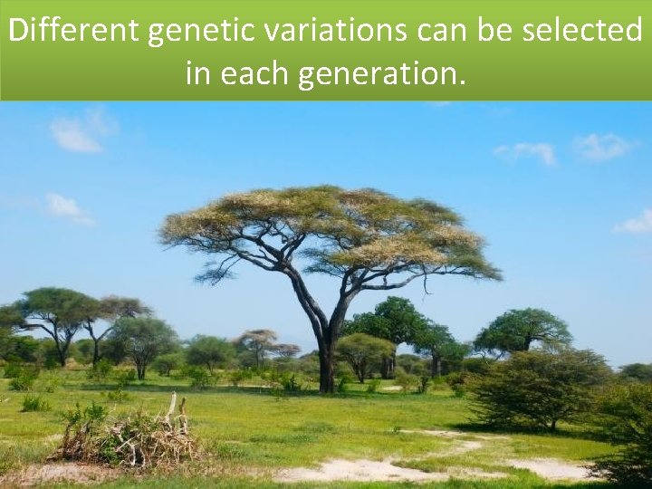 Different genetic variations can be selected in each generation. 