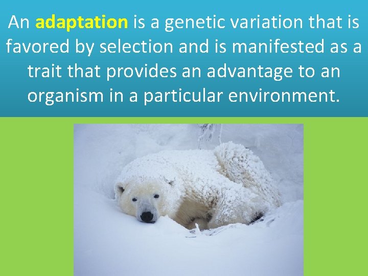 An adaptation is a genetic variation that is favored by selection and is manifested