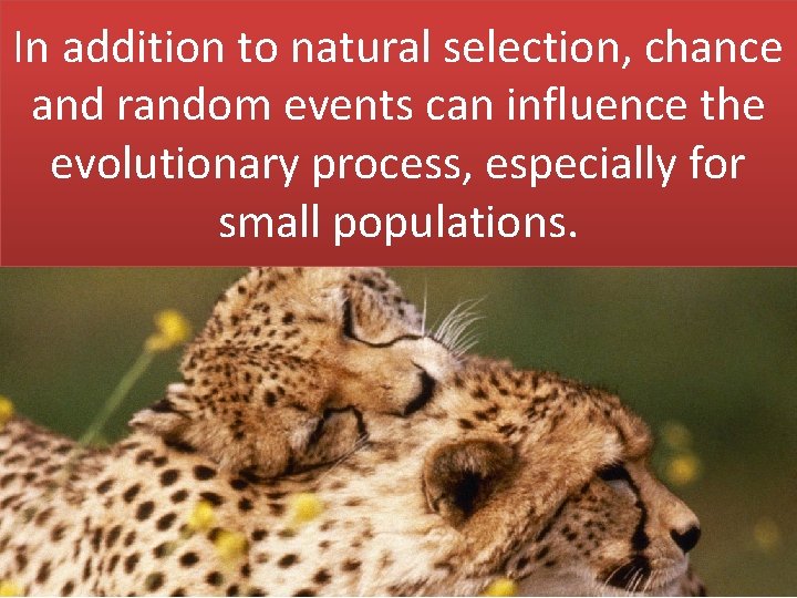 In addition to natural selection, chance and random events can influence the evolutionary process,