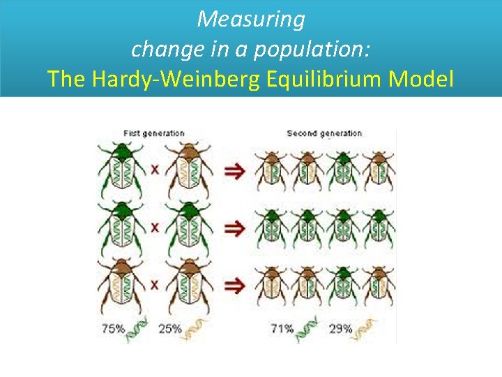 Measuring change in a population: The Hardy-Weinberg Equilibrium Model 