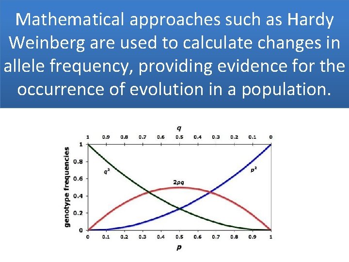 Mathematical approaches such as Hardy Weinberg are used to calculate changes in allele frequency,