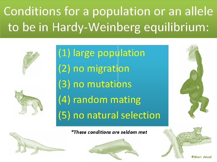 Conditions for a population or an allele to be in Hardy-Weinberg equilibrium: (1) large