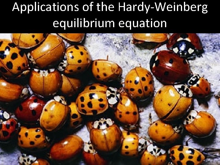 Applications of the Hardy-Weinberg equilibrium equation 