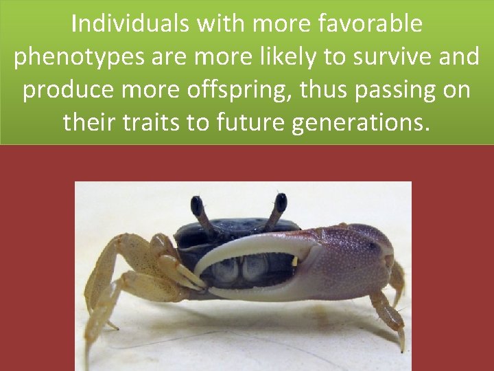 Individuals with more favorable phenotypes are more likely to survive and produce more offspring,