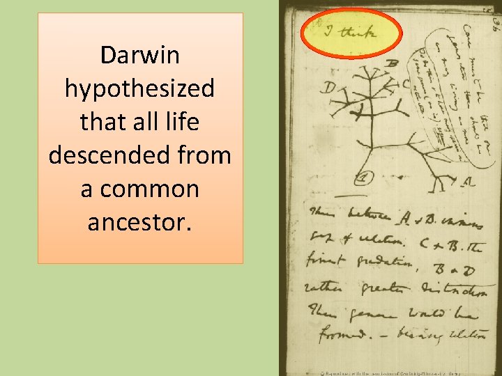 Darwin hypothesized that all life descended from a common ancestor. 