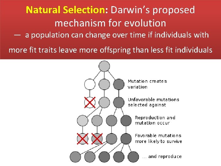 Natural Selection: Darwin’s proposed mechanism for evolution — a population can change over time