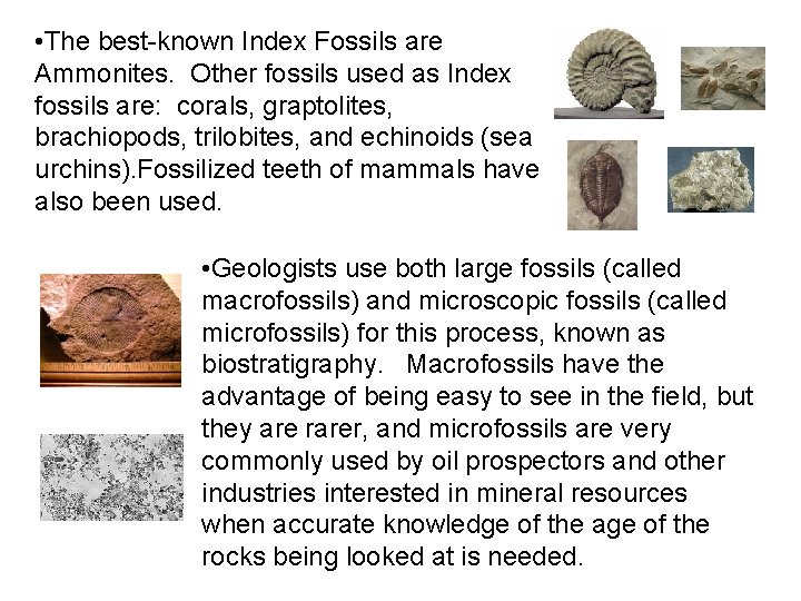  • The best-known Index Fossils are Ammonites. Other fossils used as Index fossils