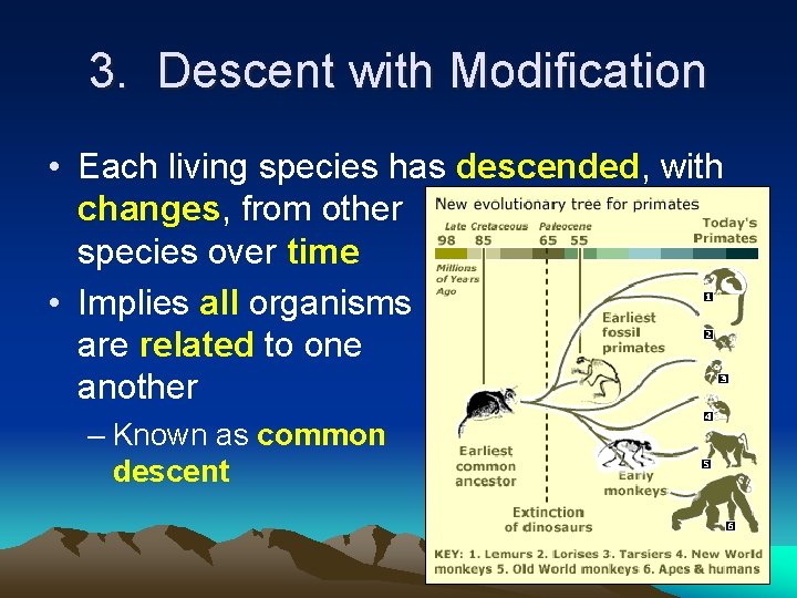 3. Descent with Modification • Each living species has descended, with changes, from other