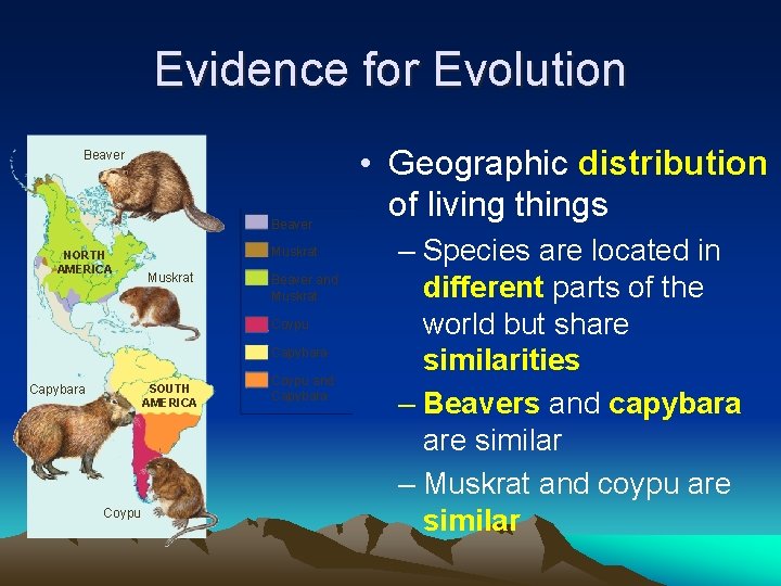 Evidence for Evolution Beaver NORTH AMERICA Muskrat Beaver and Muskrat Coypu Capybara SOUTH AMERICA