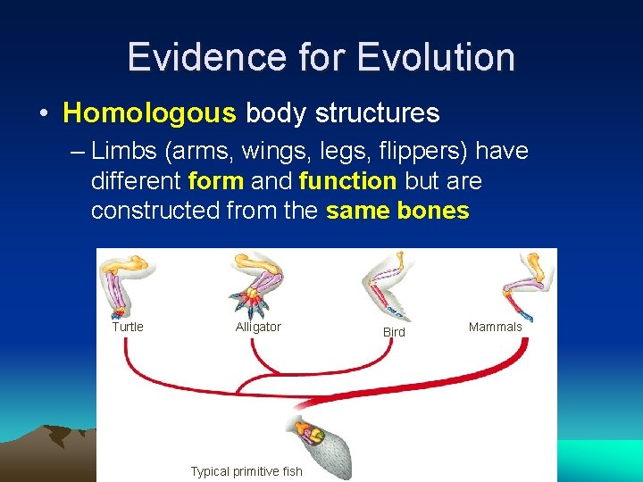 Evidence for Evolution • Homologous body structures – Limbs (arms, wings, legs, flippers) have