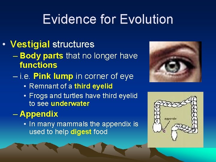 Evidence for Evolution • Vestigial structures – Body parts that no longer have functions