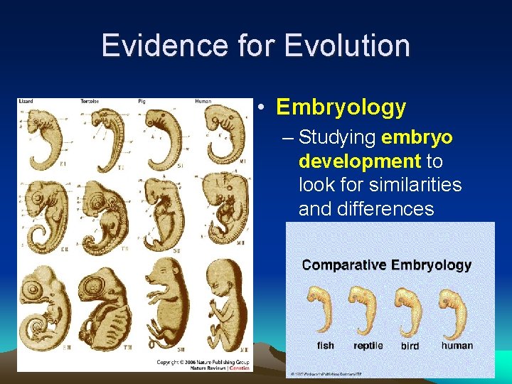 Evidence for Evolution • Embryology – Studying embryo development to look for similarities and