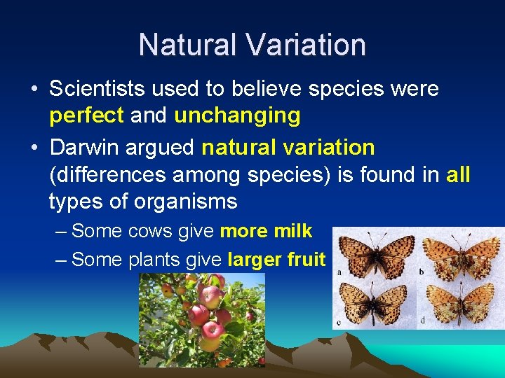 Natural Variation • Scientists used to believe species were perfect and unchanging • Darwin