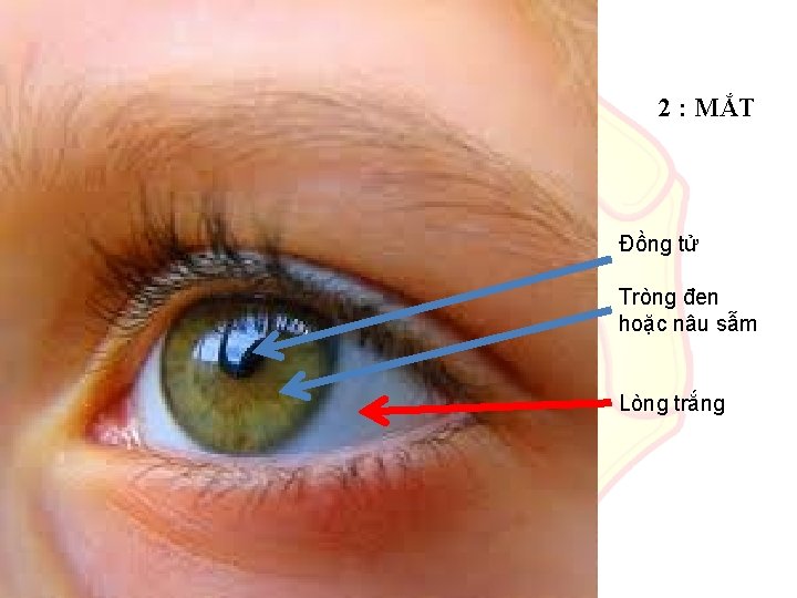 Mắt 2 : MẮT Đồng tử Tròng đen hoặc nâu sẫm Lòng trắng 