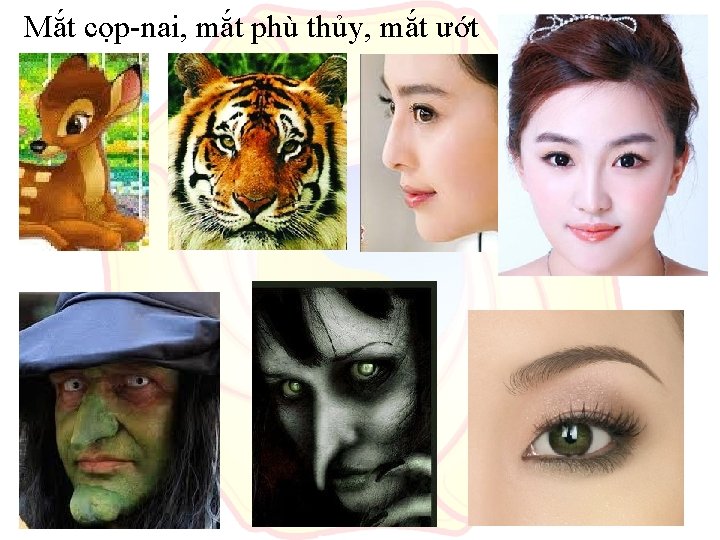 Mắt cọp-nai, mắt phù thủy, mắt ướt 