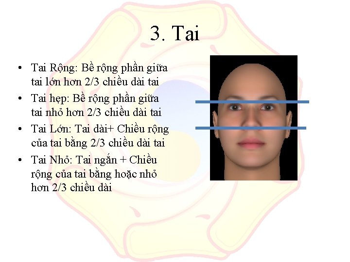 3. Tai • Tai Rộng: Bề rộng phần giữa tai lớn hơn 2/3 chiều