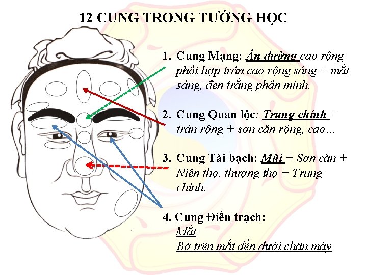 12 CUNG TRONG TƯỚNG HỌC 1. Cung Mạng: Ấn đường cao rộng phối hợp