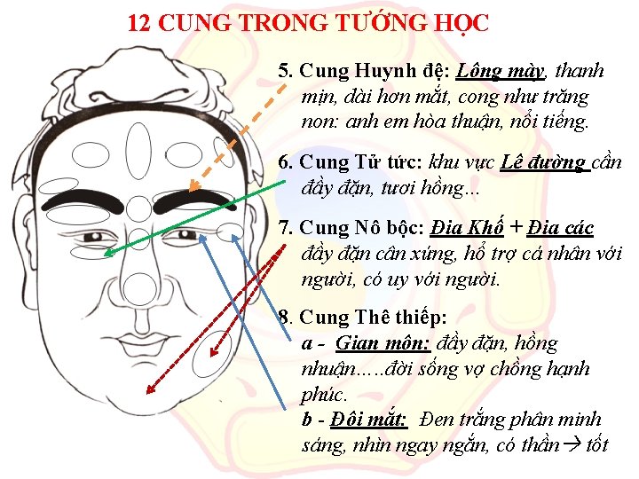 12 CUNG TRONG TƯỚNG HỌC 5. Cung Huynh đệ: Lông mày, thanh mịn, dài