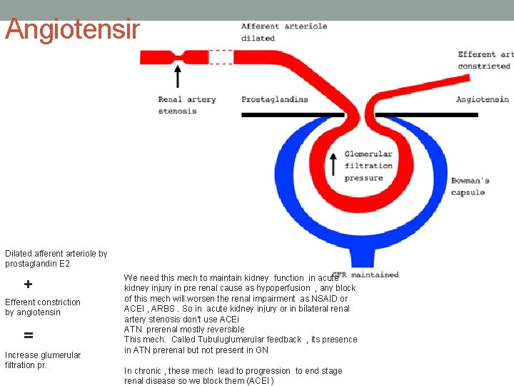 Angiotensin Dilated afferent arteriole by prostaglandin E 2 + Efferent constriction by angiotensin =