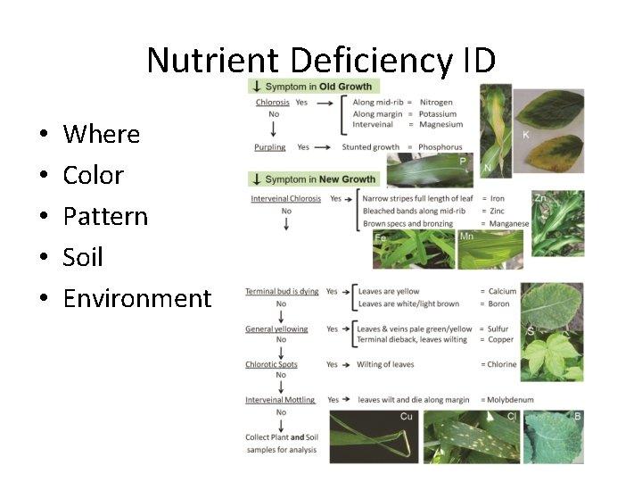 Nutrient Deficiency ID • • • Where Color Pattern Soil Environment 