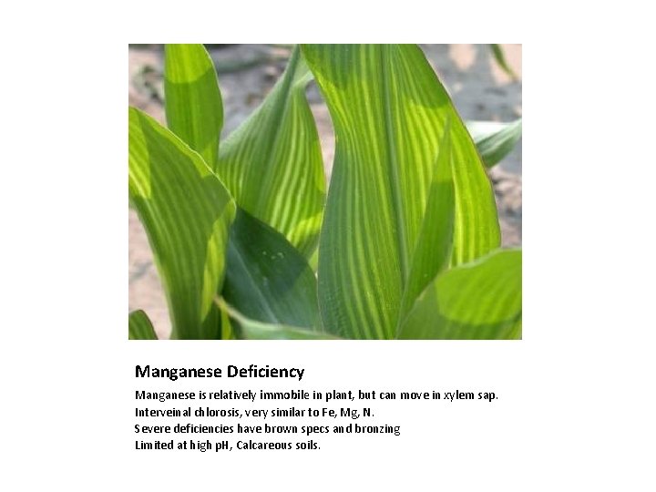 Manganese Deficiency Manganese is relatively immobile in plant, but can move in xylem sap.