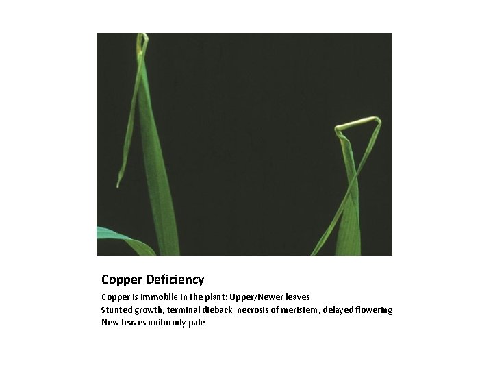 Copper Deficiency Copper is Immobile in the plant: Upper/Newer leaves Stunted growth, terminal dieback,