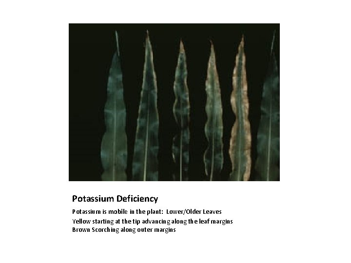 Potassium Deficiency Potassium is mobile in the plant: Lower/Older Leaves Yellow starting at the