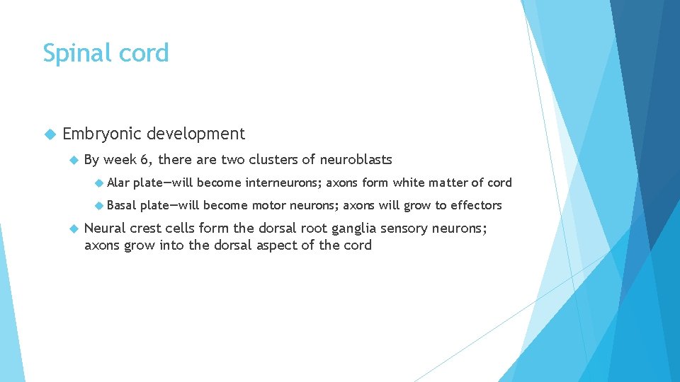 Spinal cord Embryonic development By week 6, there are two clusters of neuroblasts Alar