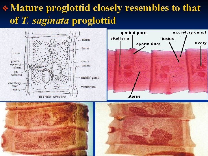 v Mature proglottid closely resembles to that of T. saginata proglottid 